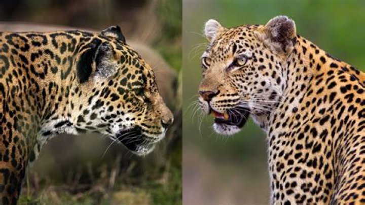 Are Jaguar S types reliable?