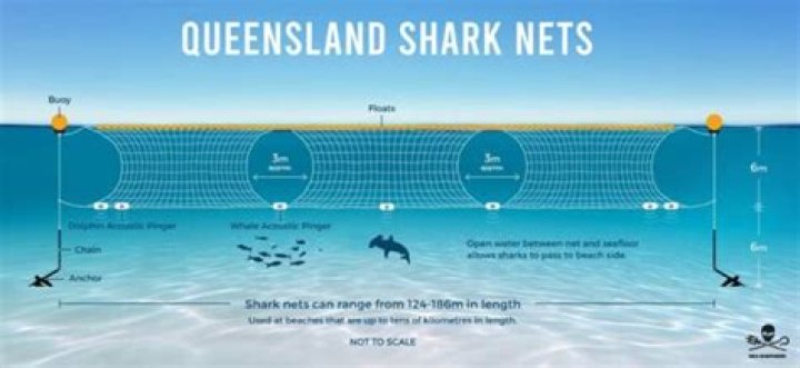 Are there shark nets in Byron Bay?