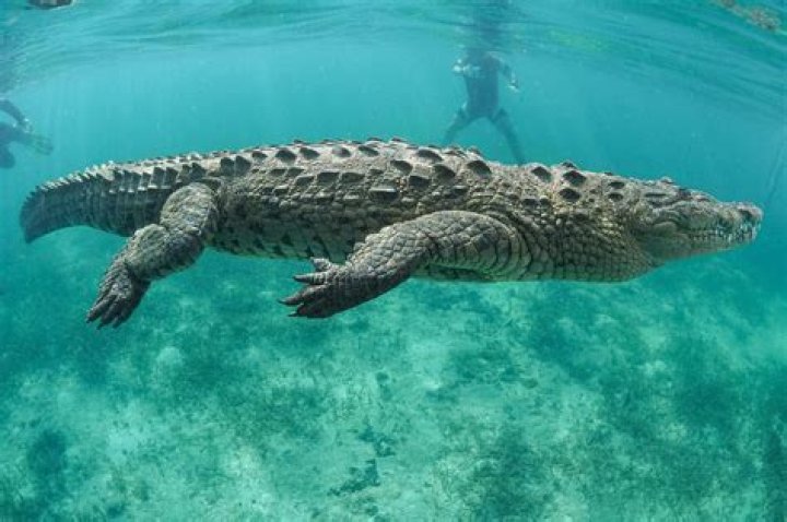 Can a leopard kill a crocodile in the water?