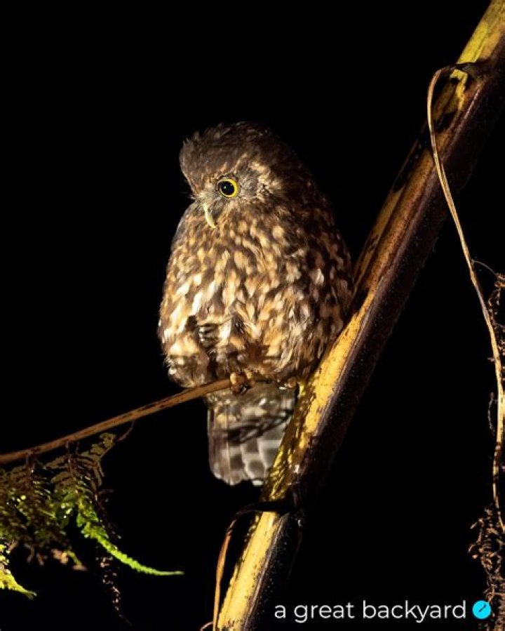 Can a morepork fly?