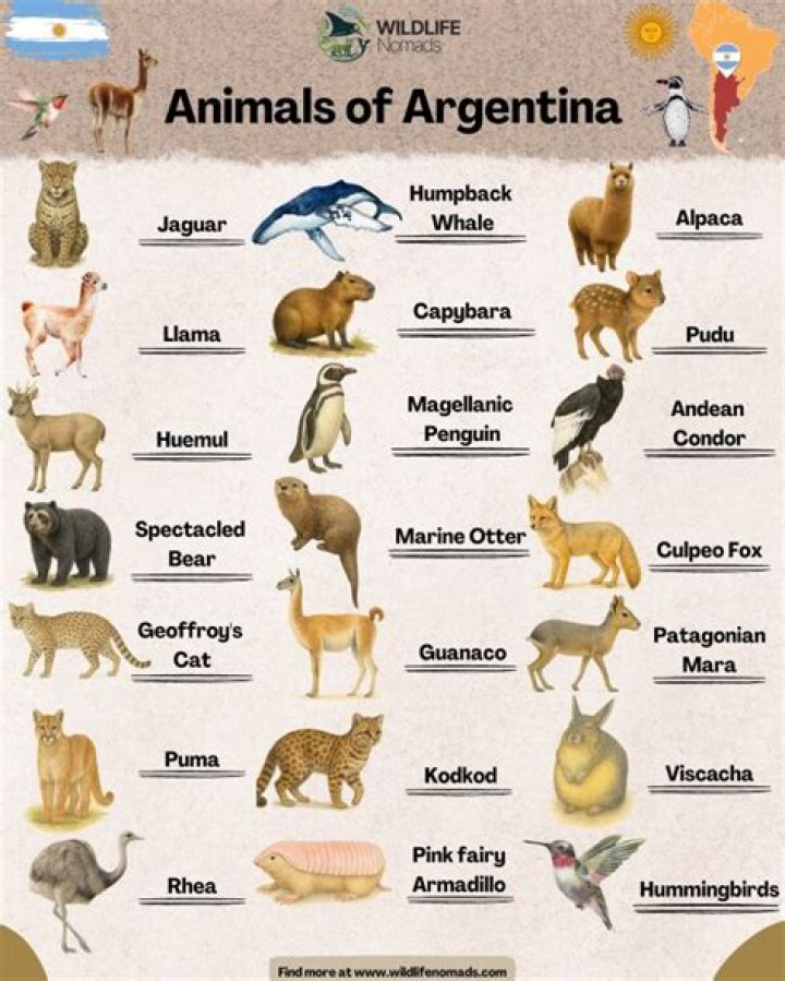 Can I hunt in Argentina?