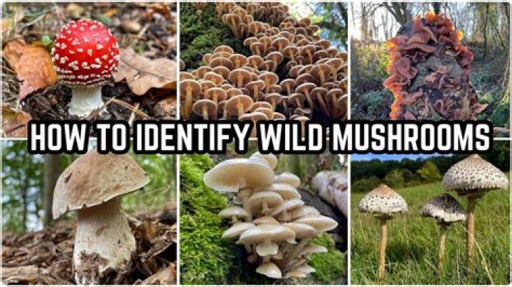 How can you tell if a mushroom is edible in Australia?