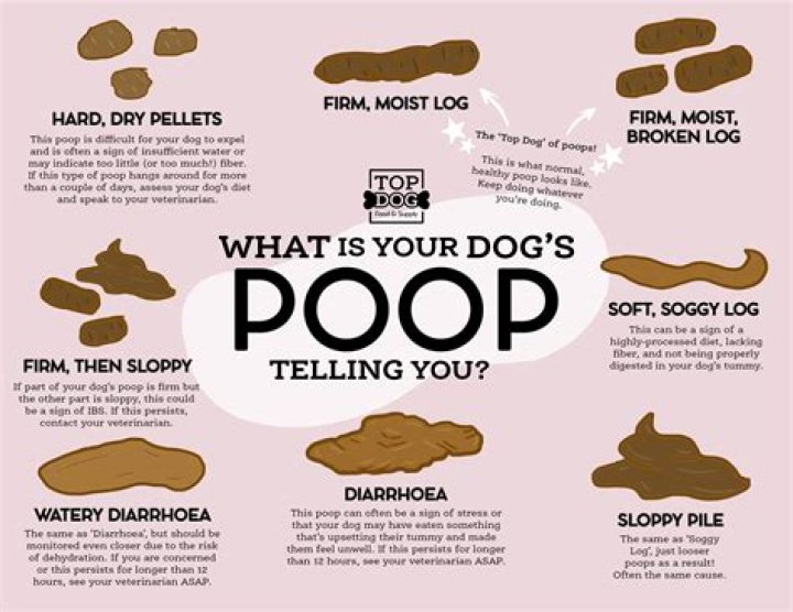 How do you tell if a dog is from a puppy farm?