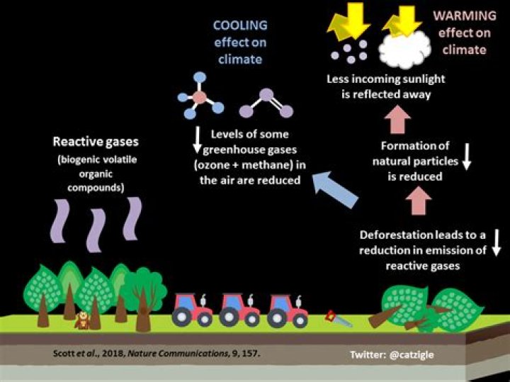How is deforestation affecting global warming?