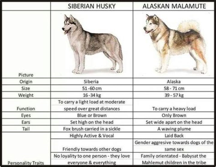 How much are Alaskan malamutes puppies?