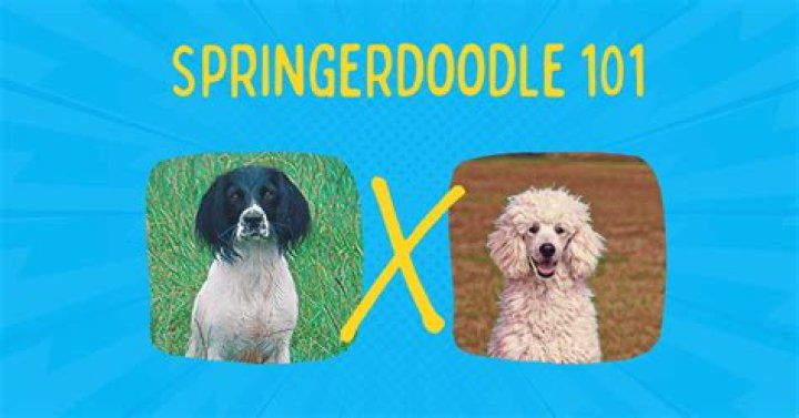 How much does a Springerdoodle cost?