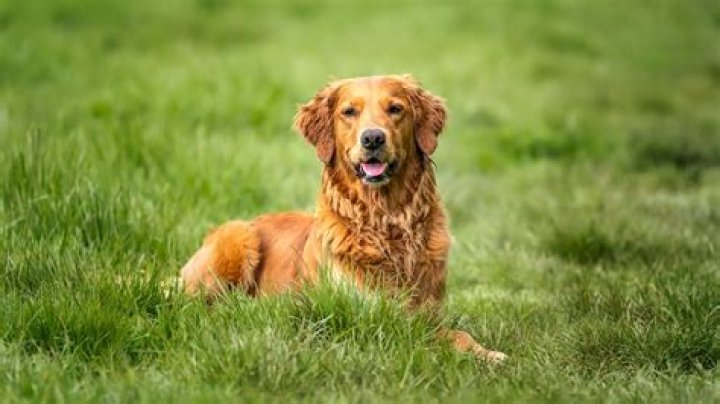 How much does an AKC golden retriever cost?