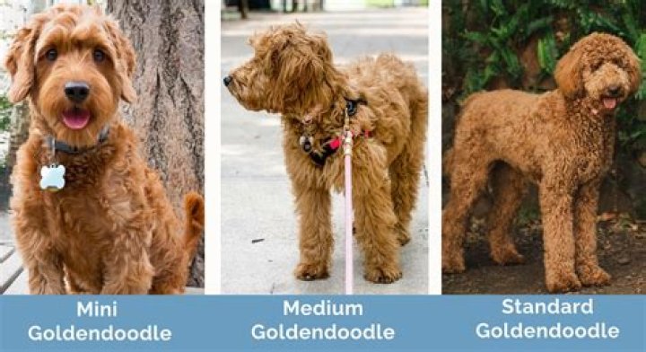 How much is a petite Goldendoodle?