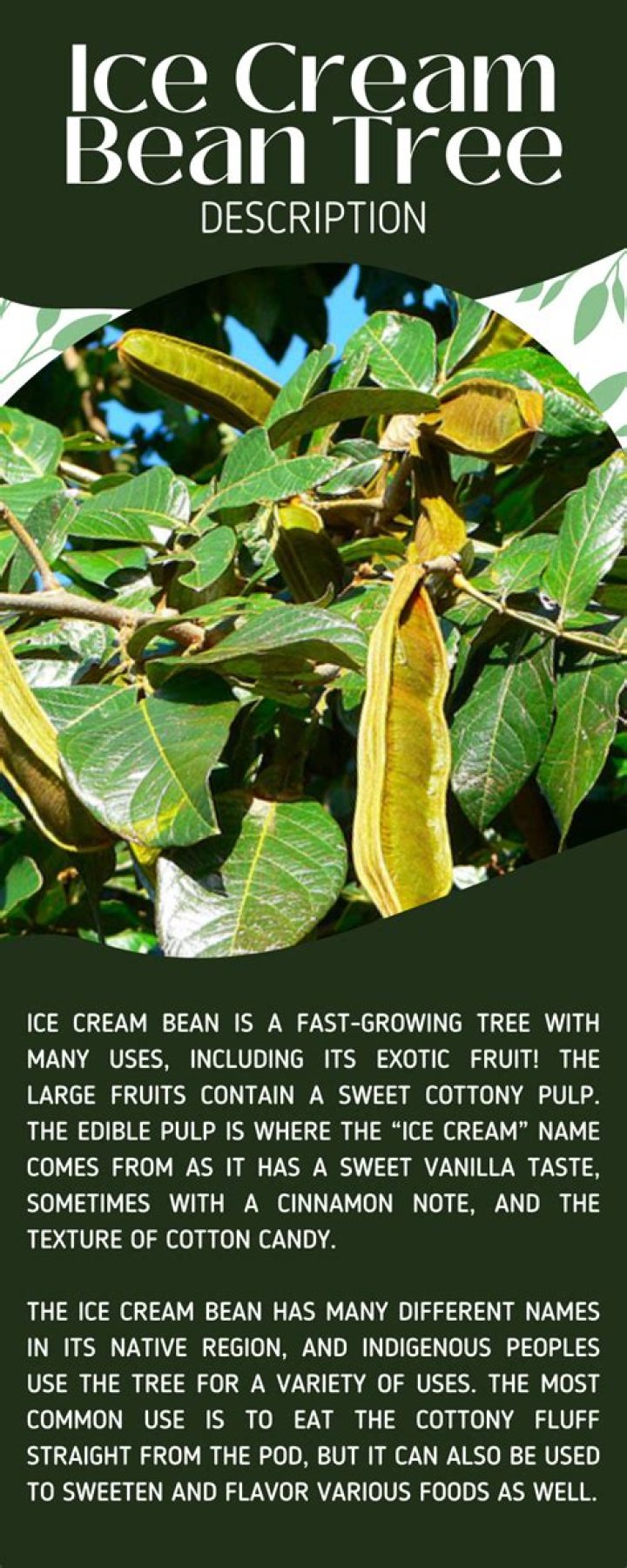How tall does an Ice Cream bean tree grow?