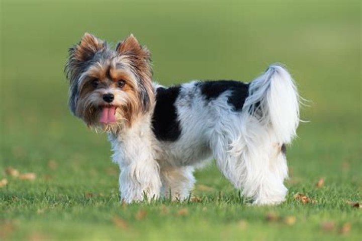 Is a Yorkshire terrier good with cats?