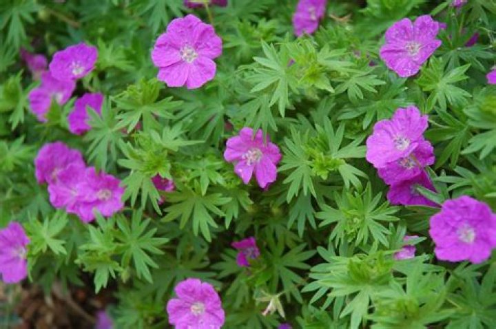 Is geranium a wildflower?