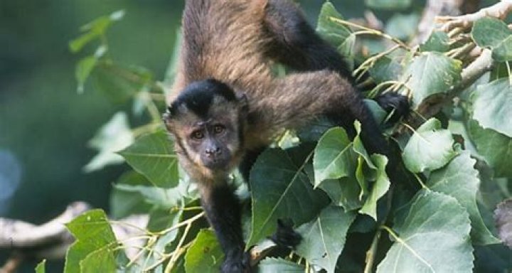 Is it legal to have a pet capuchin monkey?