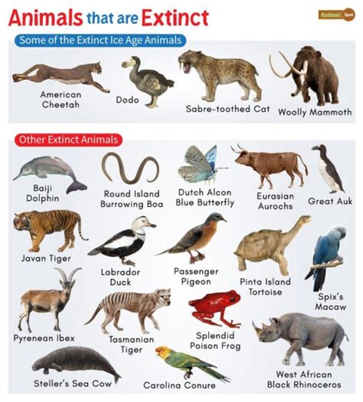 What animals have been discovered in the last 5 years?