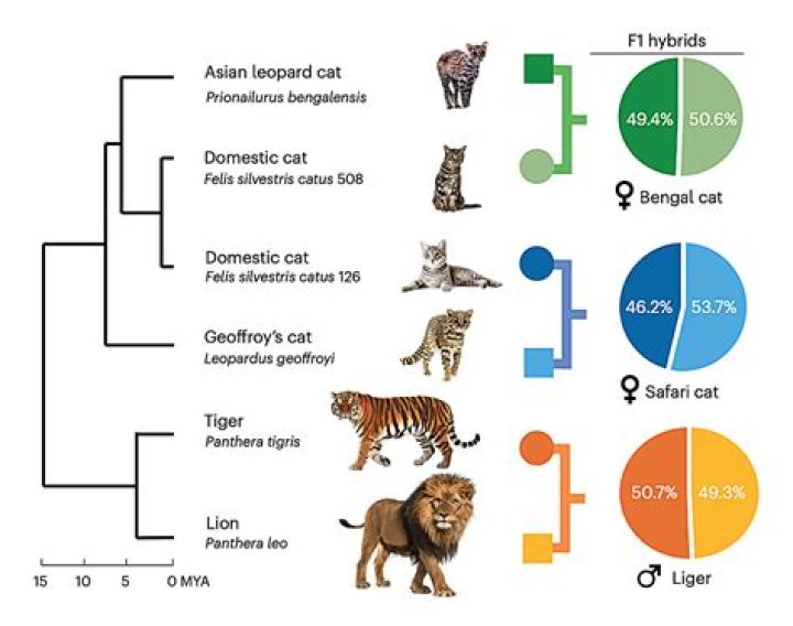 What did Felis Catus evolve from?