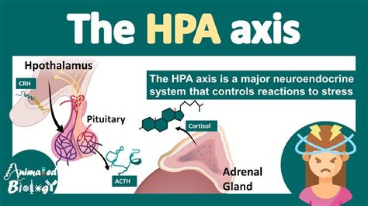 What does the HPA axis regulate?