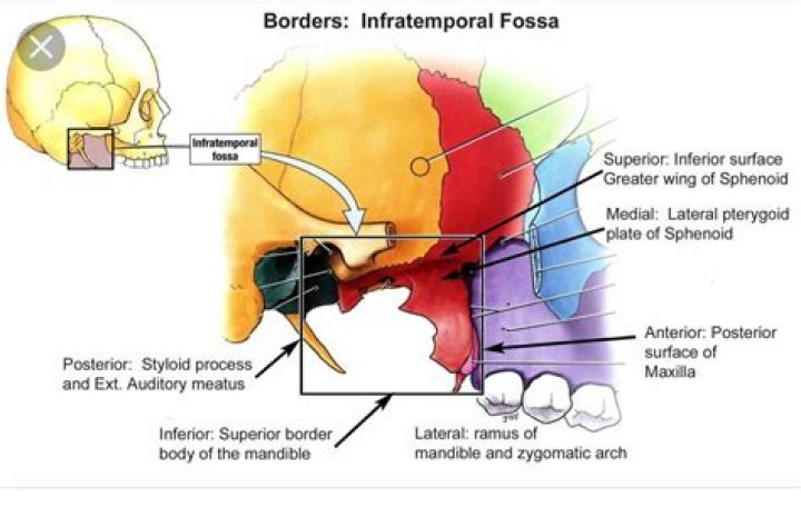What does the infratemporal fossa contain?