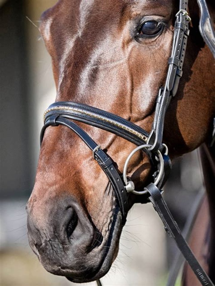 What is a Swedish noseband?