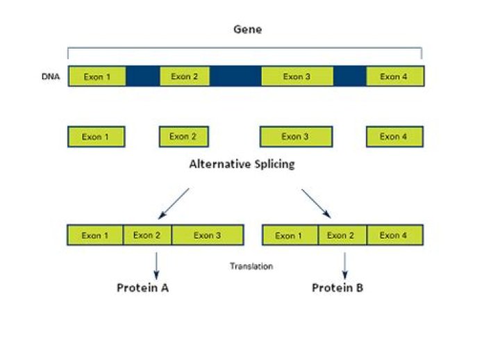 What is an example of alternative splicing?