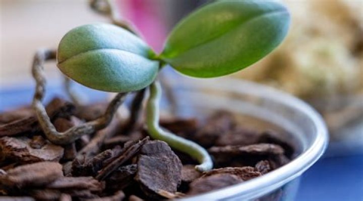 What is Orchic PMG used for?