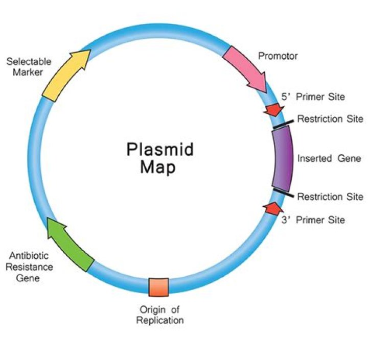 What is pBluescript plasmid?