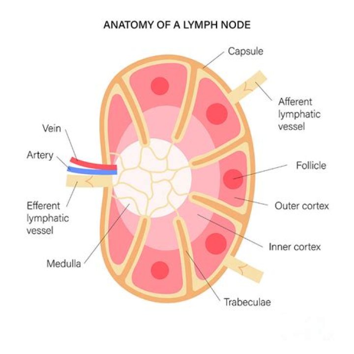 What is the anatomy of a lymph node?