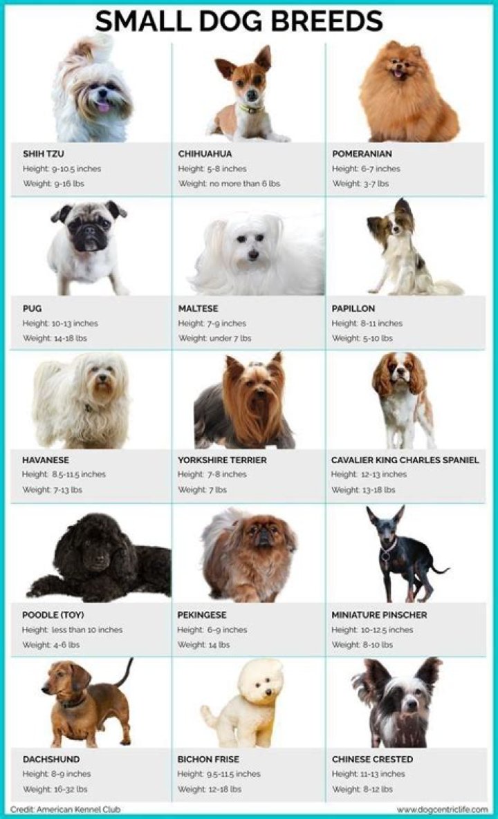 What is the best selling small breed dog?