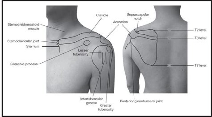 What is the shoulder point called?