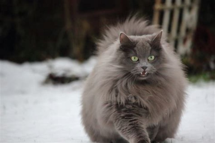 What kind of cat is Choupette?