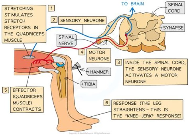 What muscles are involved in the knee jerk reflex?