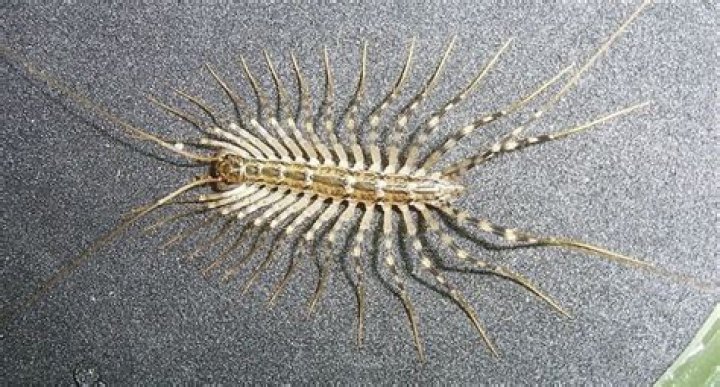 What other bug looks like a centipede?