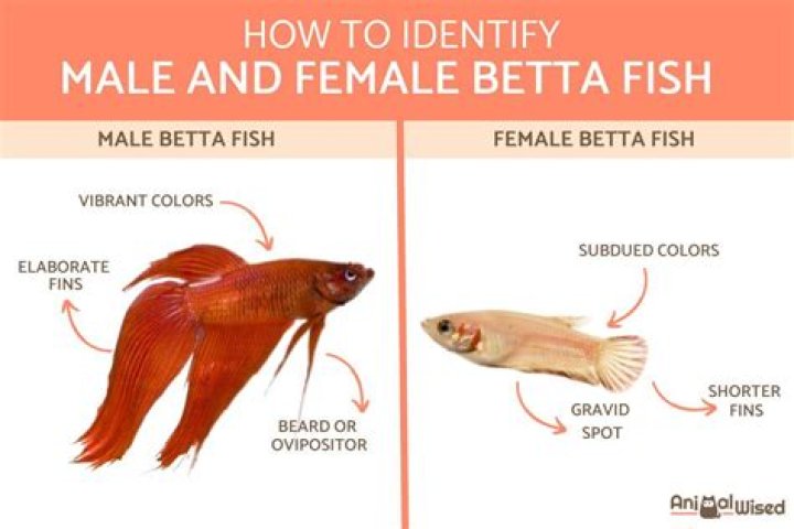 When Can male bettas eat after breeding?