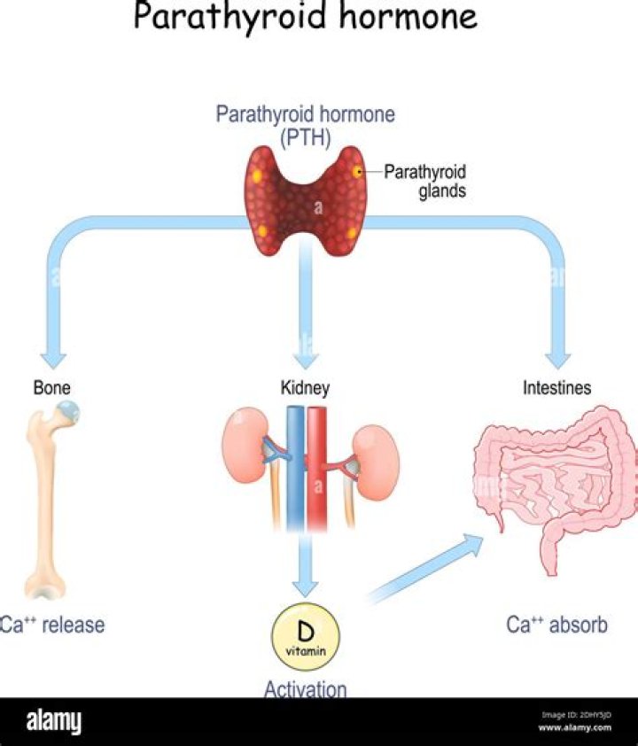 Where are the receptors for parathyroid hormone located?