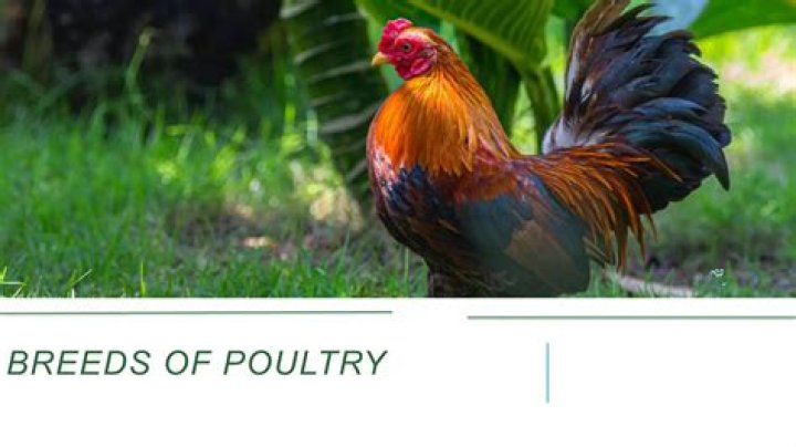 Which is an indigenous breed of poultry?