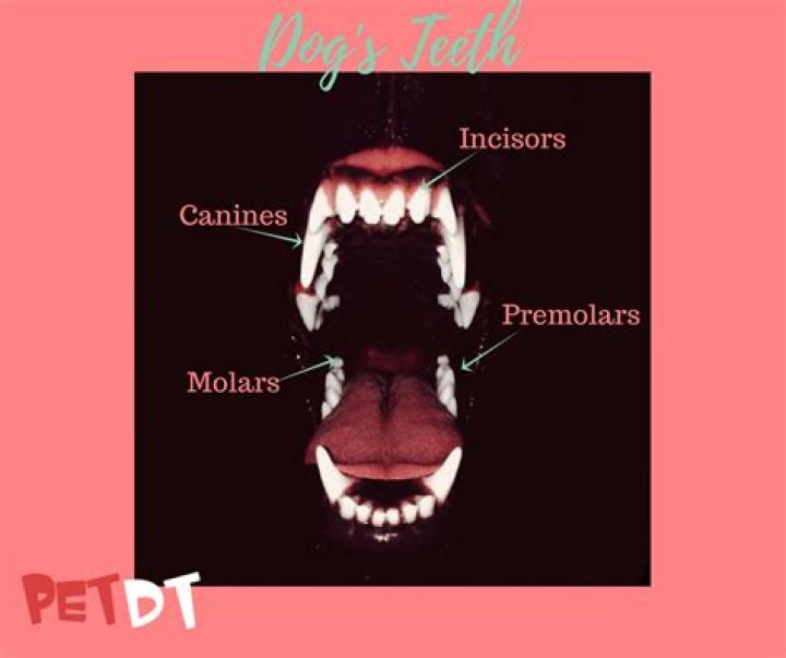 Which teeth are incisors in dogs?