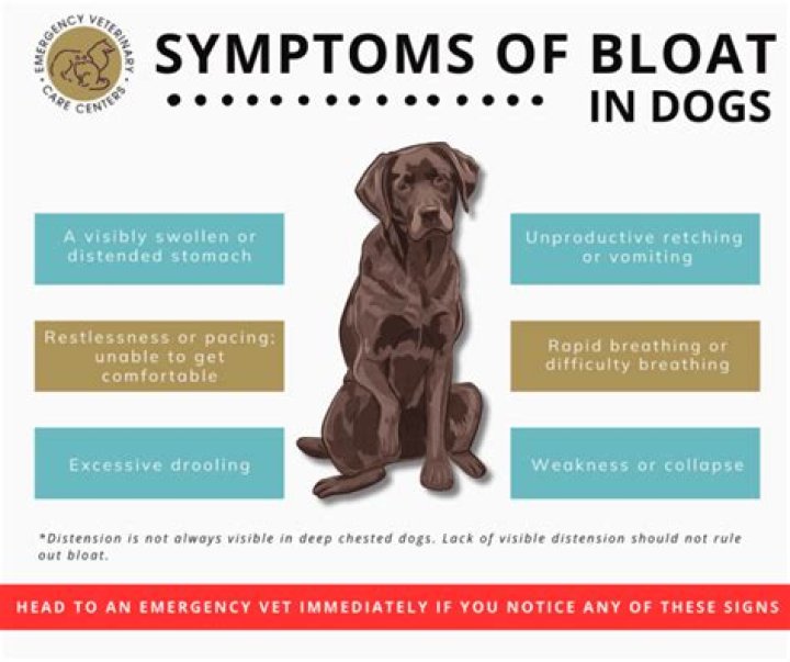 Why is my dog bloated after eating?